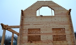 Photo Report "Swans"