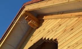 Photo Report "Swans"